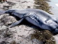 Megamouth Shark