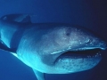 Megamouth Shark