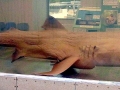 Megamouth Shark