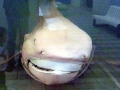 Megamouth Shark
