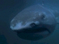 Megamouth Shark