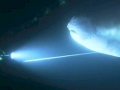 Megamouth Shark