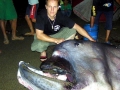 Megamouth Shark