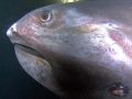 Megamouth Shark