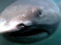 Megamouth Shark