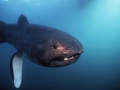 Megamouth Shark