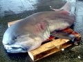 Megamouth Shark