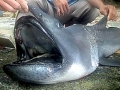 Megamouth Shark
