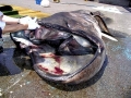 Megamouth Shark