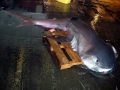 Megamouth Shark