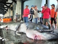 Megamouth Shark