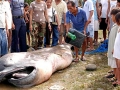 Megamouth Shark