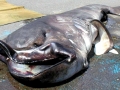 Megamouth Shark