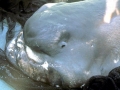Megamouth Shark