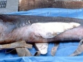 Megamouth Shark
