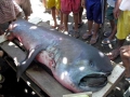 Megamouth Shark