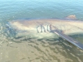 Megamouth Shark