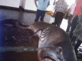 Megamouth Shark