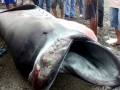 Megamouth Shark