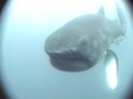 Megamouth Shark