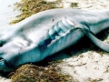 Megamouth Shark