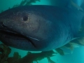 Megamouth Shark