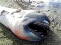 Megamouth Shark