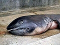 Megamouth Shark