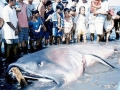 Megamouth Shark