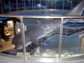 Megamouth Shark