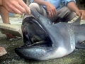 Megamouth Shark