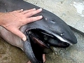 Megamouth Shark