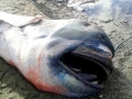 Megamouth Shark