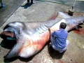 Megamouth Shark