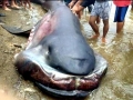 Megamouth Shark