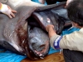 Megamouth Shark