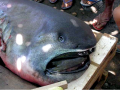 Megamouth Shark