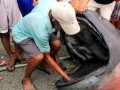 Megamouth Shark