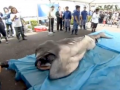 Megamouth Shark