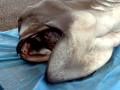 Megamouth Shark