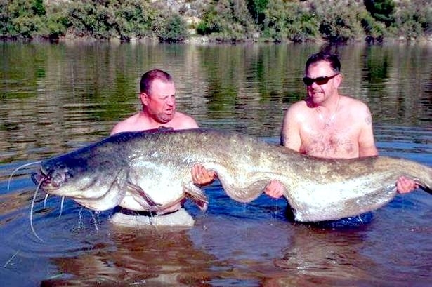 Mekong Giant Catfish