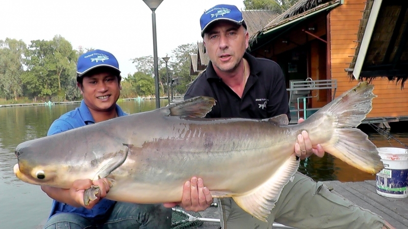 Mekong Giant Catfish OCEAN TREASURES Memorial Library