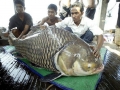 Mekong Giant Catfish