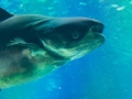 Mekong Giant Catfish