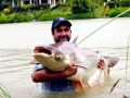 Mekong Giant Catfish