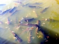 Mekong Giant Catfish