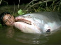 Mekong Giant Catfish