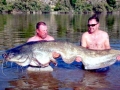 Mekong Giant Catfish