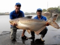 Mekong Giant Catfish