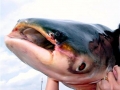 Mekong Giant Catfish